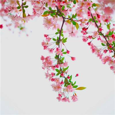 赤焰霸主手游(暂未上线)v1.0.0 安卓版